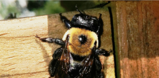 eastern carpenter bee
