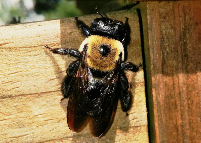 eastern carpenter bee eastern carpenter bee
