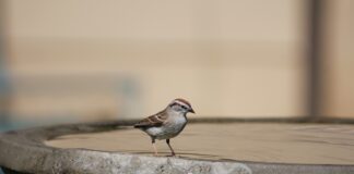 birdbath