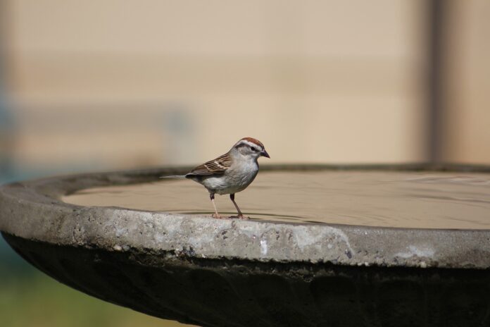 birdbath birdbath
