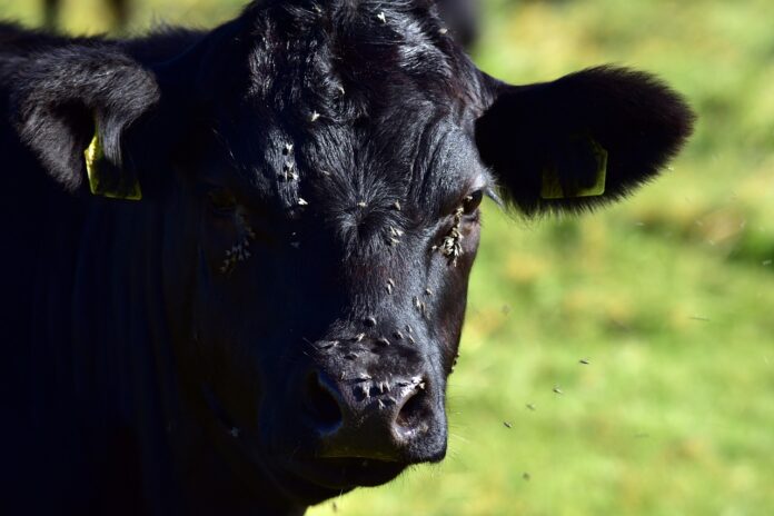 flies on a cow flies on a cow