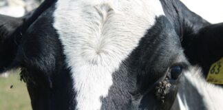 cow with flies
