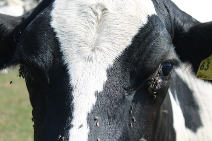 cow with flies cow with flies