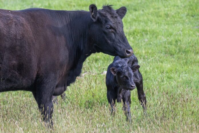 cow and calf cow and calf