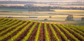 corn field