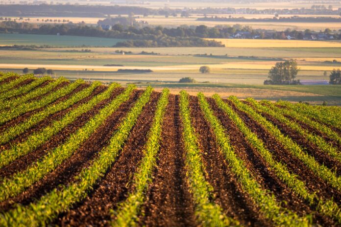 corn field corn field
