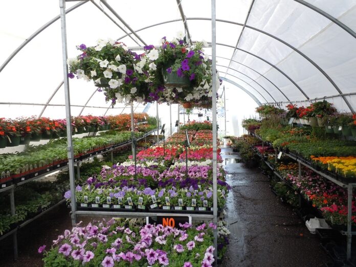 greenhouse filled with flowers greenhouse filled with flowers
