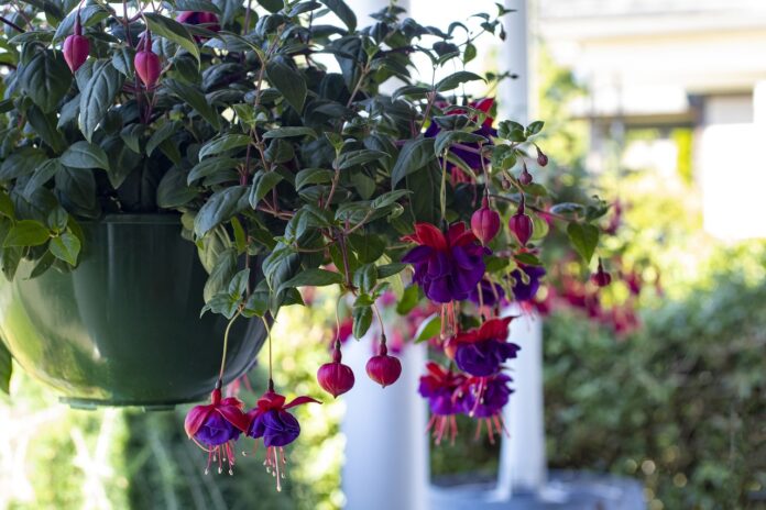 hanging basket hanging basket