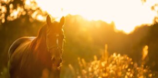 horse