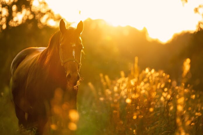 horse horse