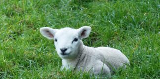 lamb in pasture