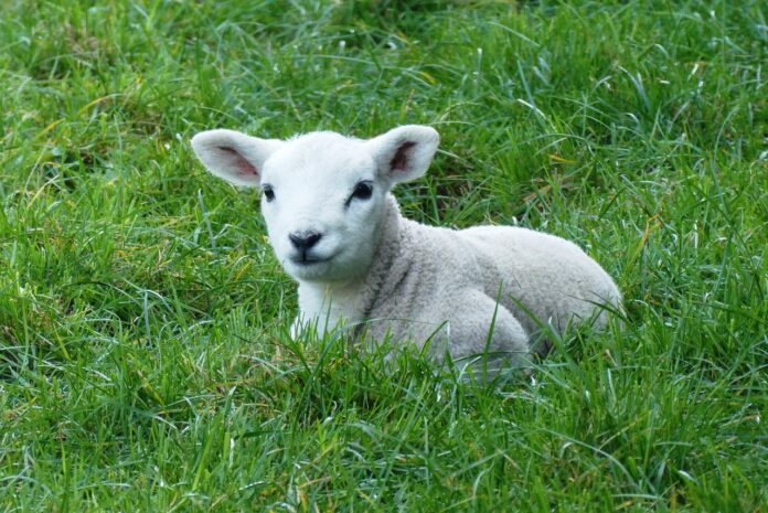 lamb in pasture lamb in pasture