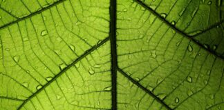 leaf