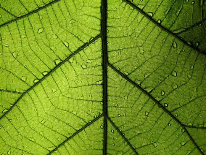leaf leaf