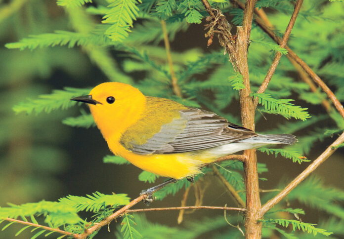 low rez warbler cropped yellow warbler bird in pine tree
