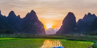 rice cultivation