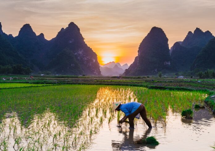 rice cultivation rice cultivation