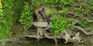 roots by stream