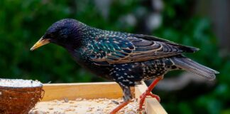 starling