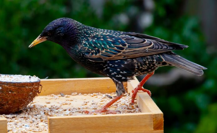 starling starling