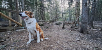 dog