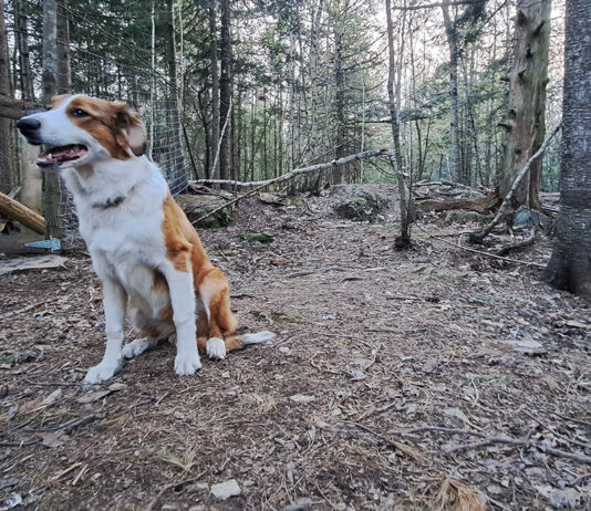 dog