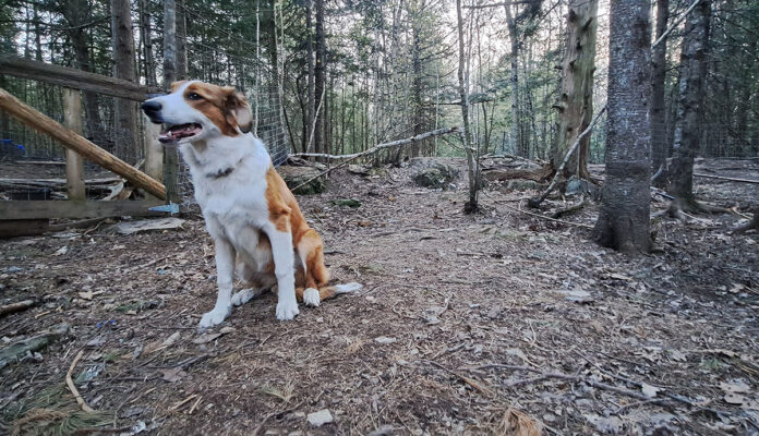 tarma2023_maycolumn dog