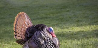 wild turkey