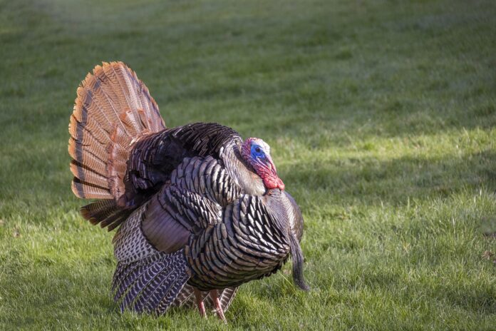 wild turkey wild turkey