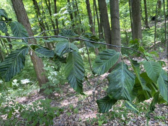beech leaf disease curling