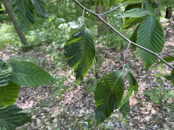 beech leaf disease bands closeup
