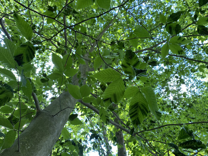Beech leaf disease bands Beech leaf disease bands