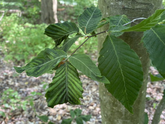 Beech leaf disease closeup