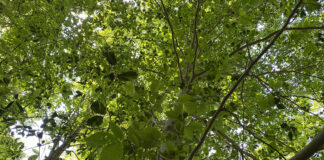 Beech Leaf Disease Canopy
