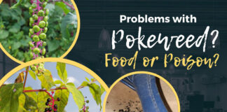 Pokeweed graphic
