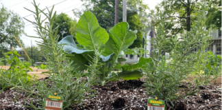 raised bed herbs