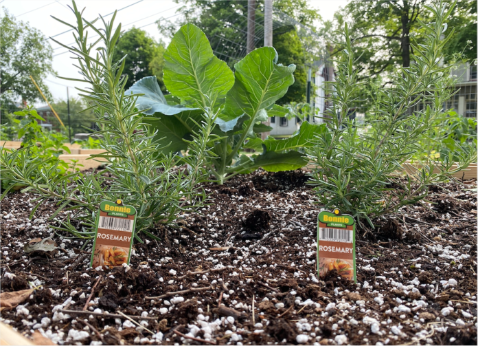 raised bed herbs raised bed herbs