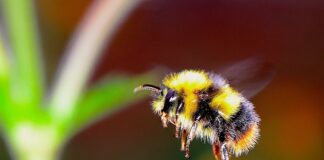 bumble bee