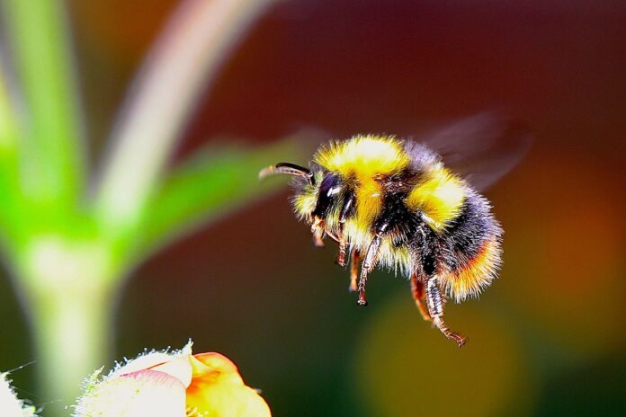 bumble bee bumble bee