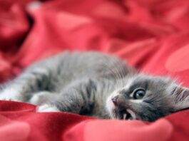 kitten