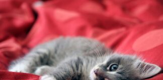 kitten