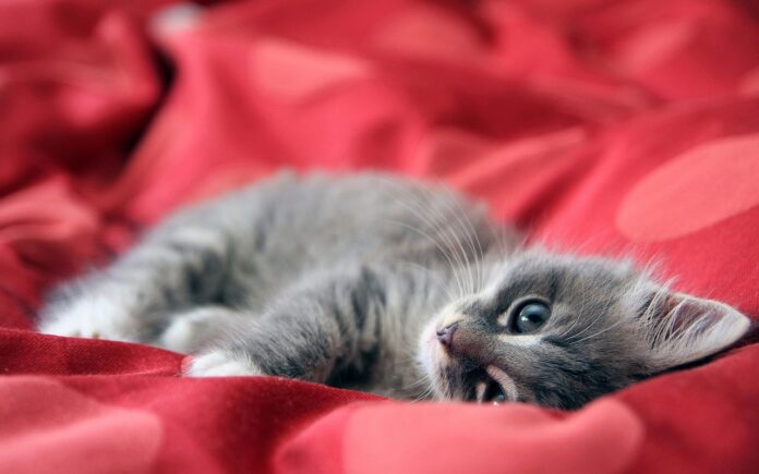 kitten kitten