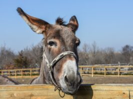 donkey