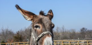 donkey
