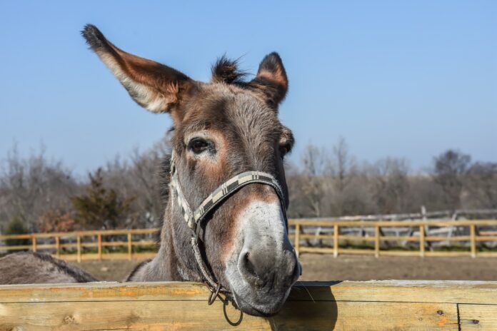 donkey donkey