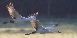 sandhill cranes