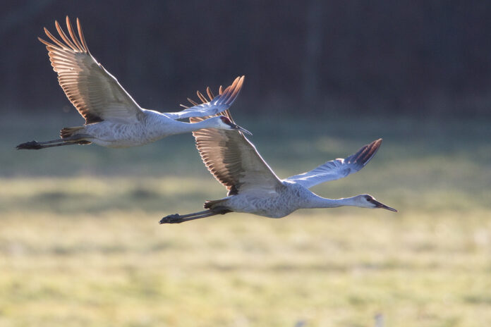 sandhill cranes sandhill cranes