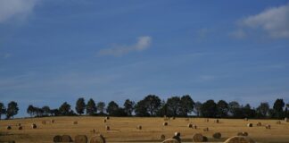 hay field