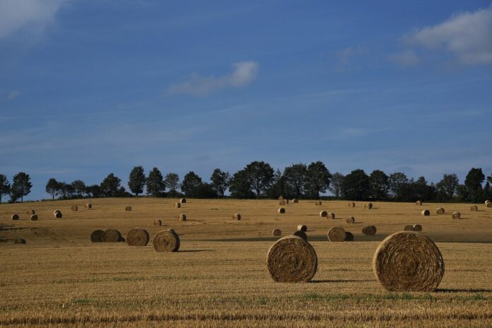 hay field hay field