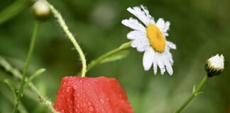 rainy flowers